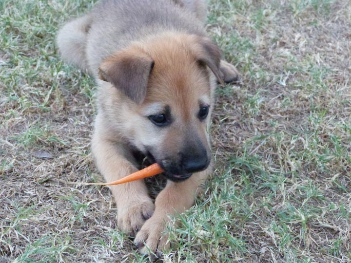chinook dog